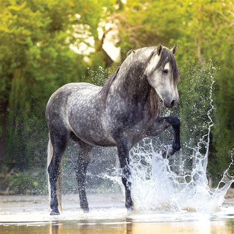 Horse Splashing Water I Have No Idea Whos Photo This Is But It Is