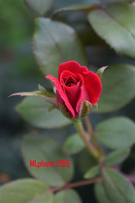 Check spelling or type a new query. City Hall Rose 2015 - Memphis, TN | Beautiful flowers ...