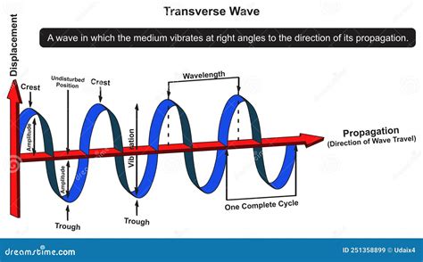 Transverse And Longitudinal Waves Cartoon Vector