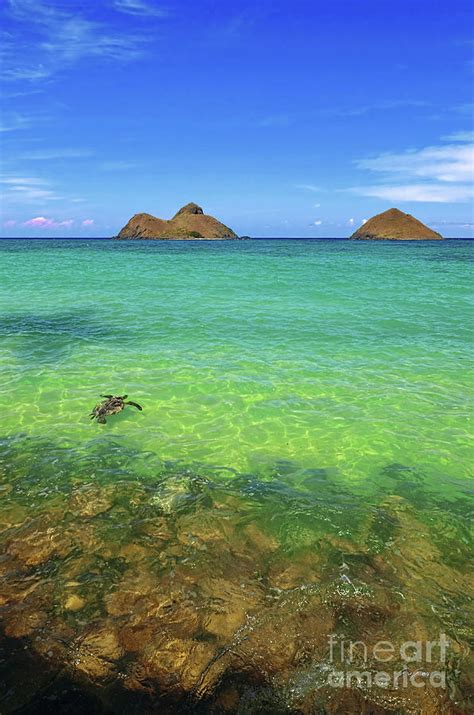 Lanikai Beach Sea Turtle Photograph By Aloha Art Fine Art America