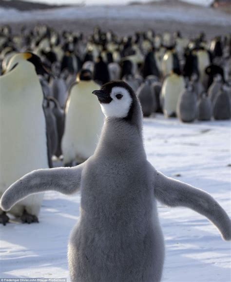 The 25 Best Pictures Of Penguins Ideas On Pinterest Baby Penguins