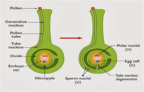 Perkecambahan adalah proses pertumbuhan embrio pada biji untuk selanjunya berkembang membentuk tumbuhan baru. Perkembangan Buah dan Biji Benih Pada Tumbuhan