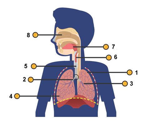 Bagian Bagian Sistem Pernapasan Pada Manusia Respirat Vrogue Co