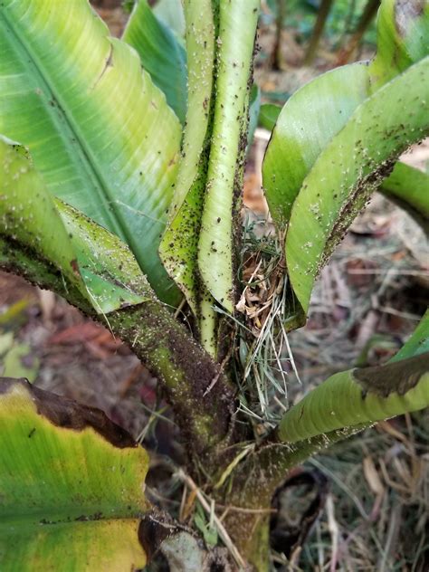 Banana bunchy top virus (bbtv) is a plant pathogenic virus of the family nanoviridae known for infecting banana plants and other crops. Banana bunchy top with banana aphids (Pentalonia nigronerv ...