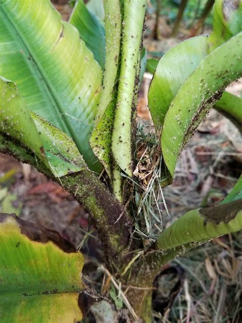 Also known to infest alpinia purpurata, xanthosoma sp., cardamom, heliconia sp., tomatoes, taro, calla, costus. Banana bunchy top with banana aphids (Pentalonia nigronerv ...