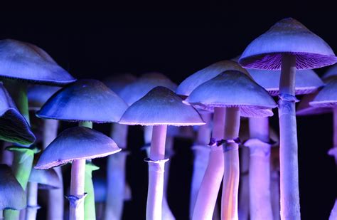 Case report: Consumption of psilocybin-containing mushrooms results in