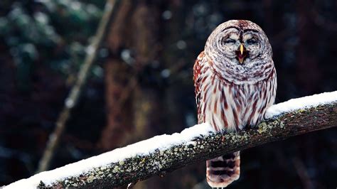 Download Funny Owl Happy On Snowy Tree Branch Picture