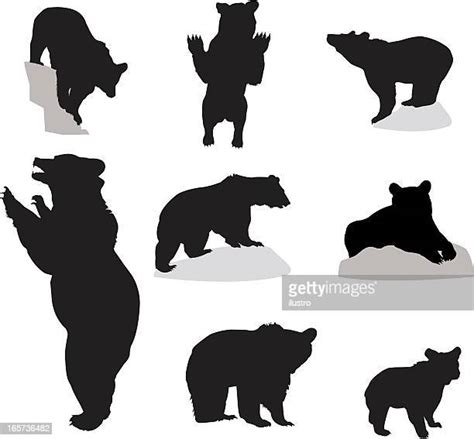 Bear Vector Silhouette Photos And Premium High Res Pictures Getty Images