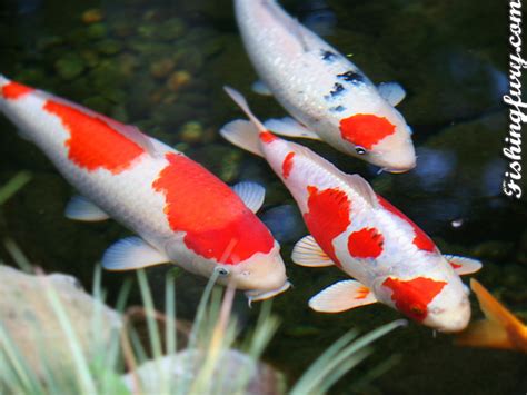 World's All Amazing Things, Pictures,Images And Wallpapers: Koi Fish