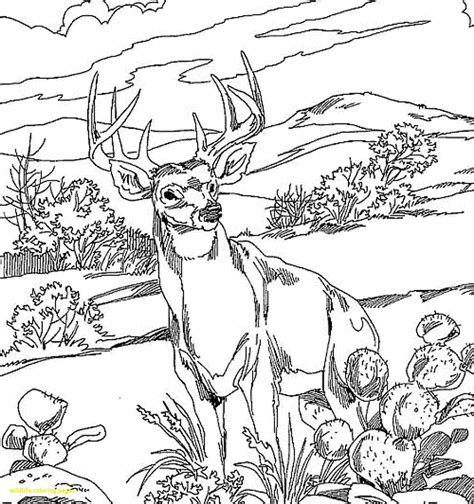 Wildlife Coloring Pages at GetColorings.com | Free printable colorings