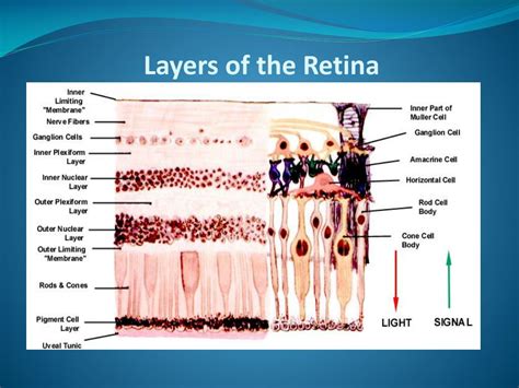 Ppt Layers Of The Retina Powerpoint Presentation Free Download Id