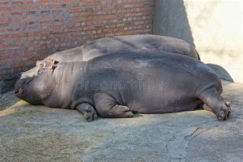 Hippo Animal Lying In The Mud Stock Image Image Of Animal Herbivore