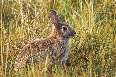 How do Wild Rabbits Get Water in the Winter? | Whyrabbits.Com