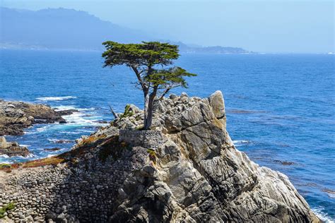 The Lone Cypress Tree Kevin Flickr