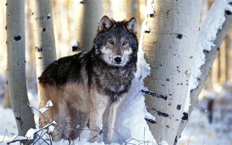 Maybe you would like to learn more about one of these? 4K Wolf Wallpaper (43+ images)