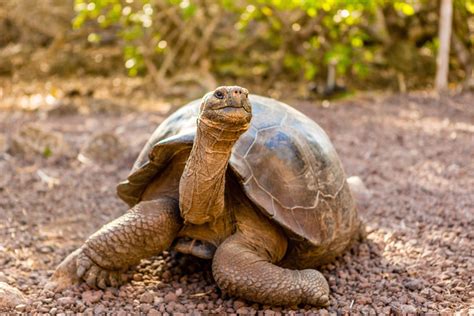 The natural home or environment of an animal, plant, or other organism. Endemic Species of Galapagos | Rainforest Cruises