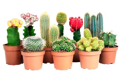 En cactus y suculentas podrás encontrar información práctica y amena con la que pretendemos acercar a todos la afición por estas plantas. Cómo cuidar los cactus - Más de 1000 PLANTAS Y FLORES del ...