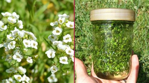 Çoban Çantası Otu: Sağlık ve Güzellik İçin Doğal Bir Destek