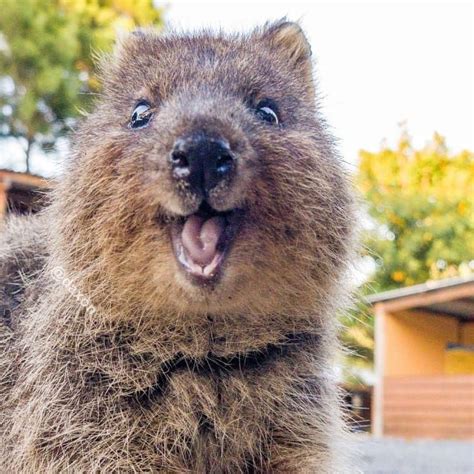 Quokka On Instagram Today Is Also A Happy Day How About You