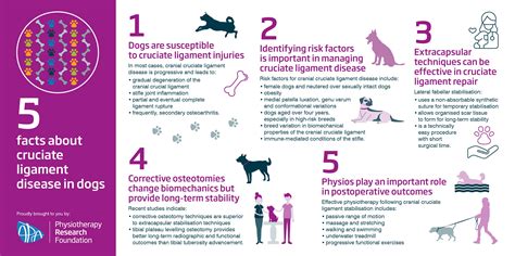 Apa Five Facts About Physiotherapy And Cruciate Ligament Disease In Dogs