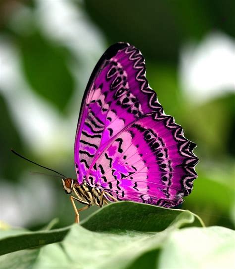 gorgeous pink purple butterfly beautiful butterflies butterfly pictures butterfly