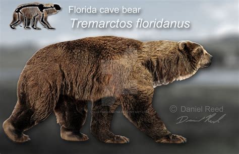 Tremarctos Floridanus By Dantheman9758 Prehistoric World Prehistoric