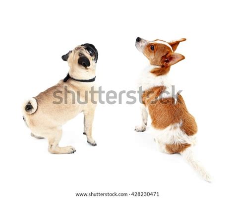 Two Dogs Together View Back Isolated Stock Photo 428230471 Shutterstock