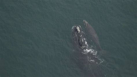 Number Of Critically Endangered North Atlantic Right Whale Calves Grows