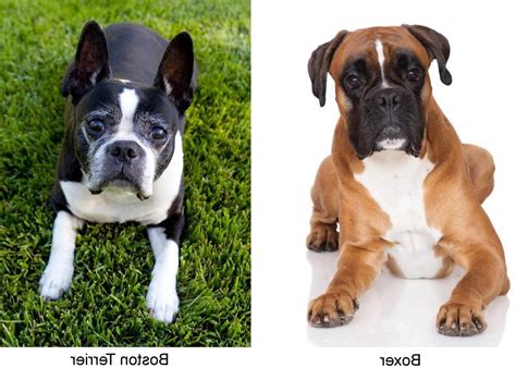 43 Boston Terrier Boxer Mix Puppies For Sale Photo Bleumoonproductions