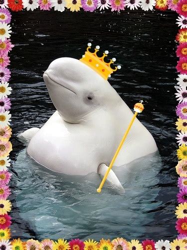 King Of The Ocean Beluga Whale Whale Animals Beautiful