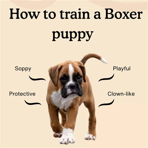 How To Train A Boxer Puppy The Ultimate Week Guide Zigzag