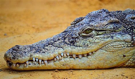 Check spelling or type a new query. Extremism-o-phobia is a crocodile that feeds upon ...