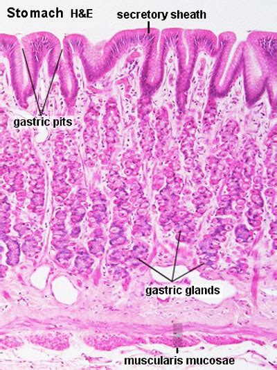 BGDB Practical - Upper Gastrointestinal Tract Histology - Embryology