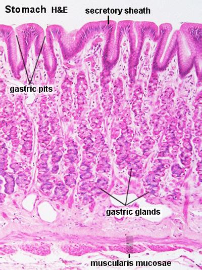 Stomach Tissue Histology