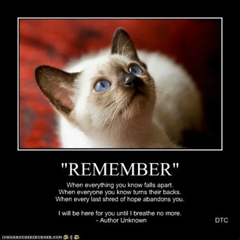 Remember Pet Quotes Dog Crazy Cats Animal Quotes