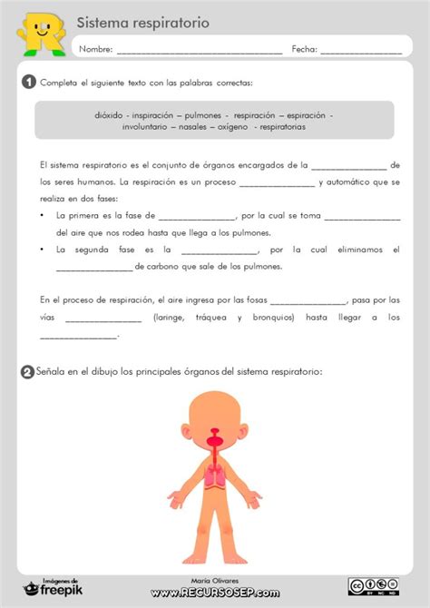 Ficha El Sistema Respiratorio