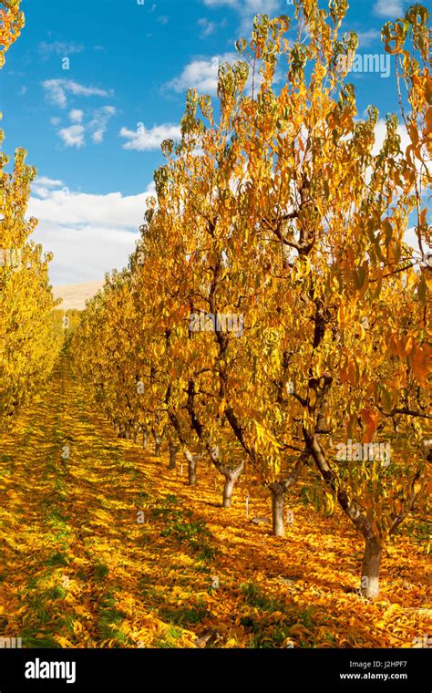 Usa Washington Yakima Valley Apple Orchard At End Of Harvest Near Wapato In The Yakima Valley