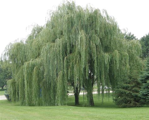 We generally recommend planting cypress trees in early spring or fall, before or after the threat of frost. Willows (Salix app) in wetland - Anderida Mornington ...