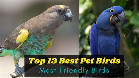 When it comes to cage birds, there are a vast range of options available. Top 13 Best Pet Birds for beginners - Most Friendly Birds ...