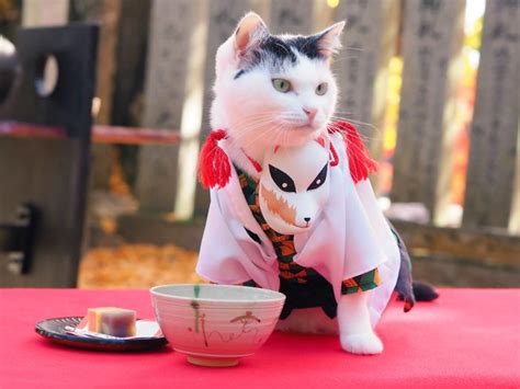 On His Free Time This Guy Makes Anime Costumes For His Cats And Here