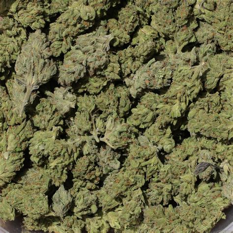 Green Gummy (Exotic Seed) :: Cannabis Strain Gallery