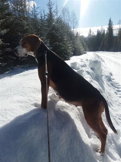 The hamiltonstövare originated in sweden. Hamiltonstövare - Trollmyrbergets Kennel