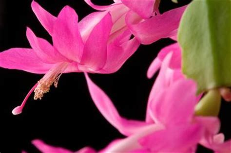 Mine are root bound, submitted by carolyn on november 21. What Fertilizer Is Best for a Christmas Cactus? | Home ...