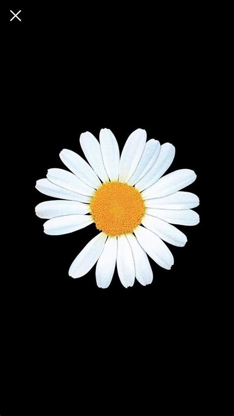 Daisy wallpaper cute patterns wallpaper iphone background wallpaper aesthetic pastel wallpaper tumblr wallpaper screen wallpaper galaxy wallpaper cool wallpaper aesthetic wallpapers. Peaceminusone | Daisy wallpaper, Retro wallpaper iphone ...