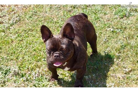 The french bulldog is a top heavy breed. Petunia : French Bulldog puppy for sale near Tyler / East ...