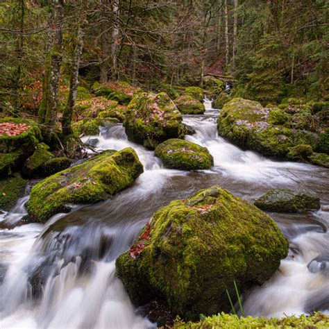 Black Forest Stream Wall Art Photography