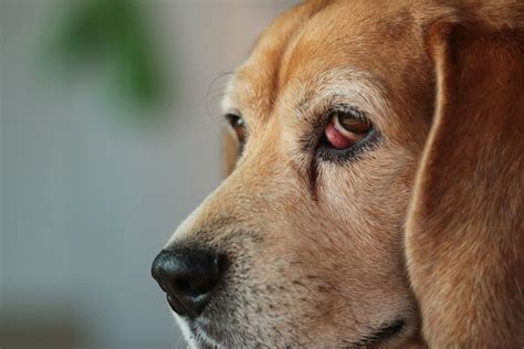 Cherry Eye In Dogs Great Pet Care