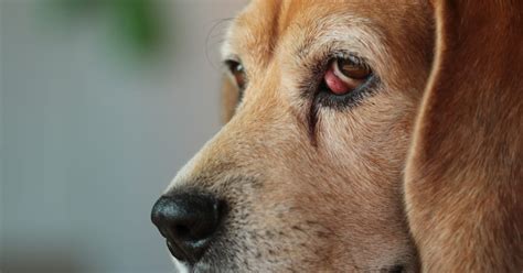 The Perfect Guide To Third Eyelid Eversioncherry Eye In Dog Petazon
