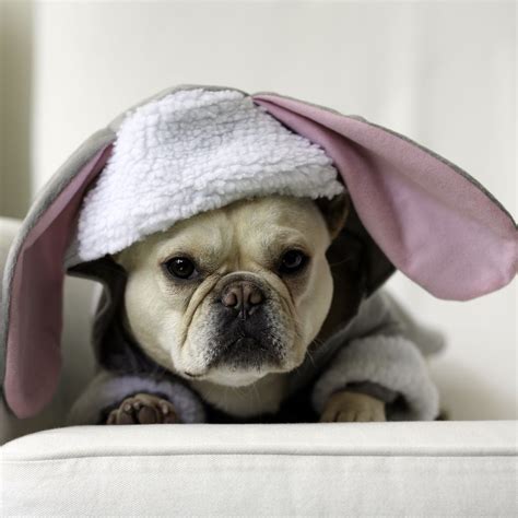 French bulldog christmas cards are 8 1/2 x 5 1/2 and come in packages of 12 cards. easter - georgia | French bulldog pictures, French bulldog ...