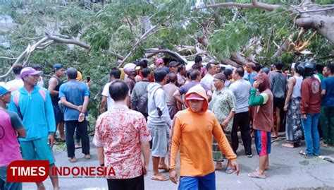 Warga Banyuwangi Berharap Pohon Rawan Tumbang Ditebang Times Indonesia